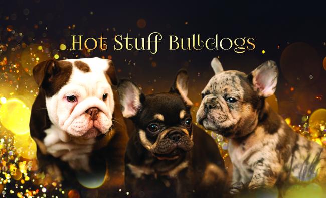 Hot Stuff Bulldogs, LLC. Logo