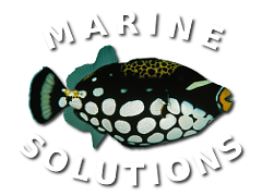 Marine Solutions, LLC Logo