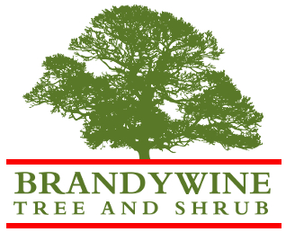 Brandywine Tree & Shrub Logo