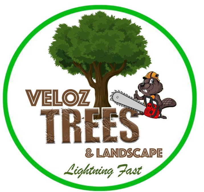 Veloz Trees & Landscape, LLC Logo