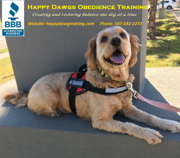 Happy Dawgs Obedience Training Logo