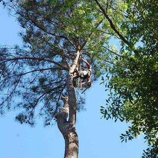 Coweta Tree Service, LLC Logo