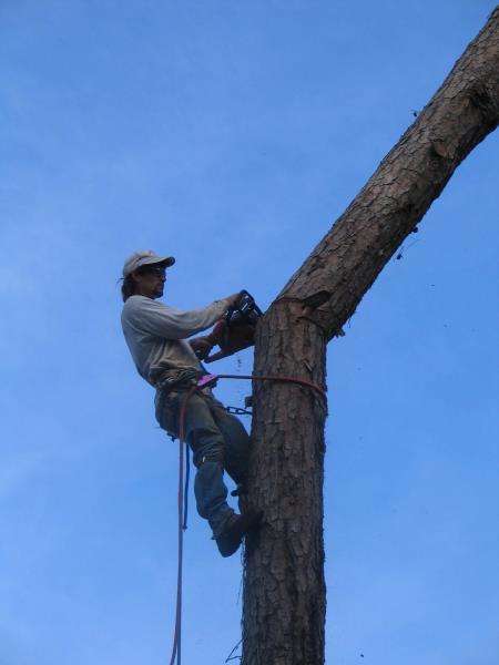 Linander's Tree Service Logo