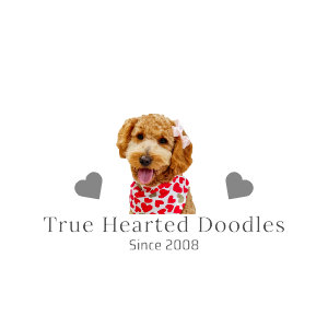 True Hearted Doodles Logo