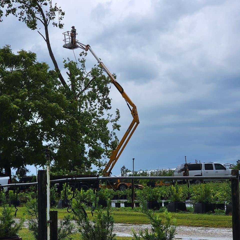 Arbor One Tree Specialists Logo