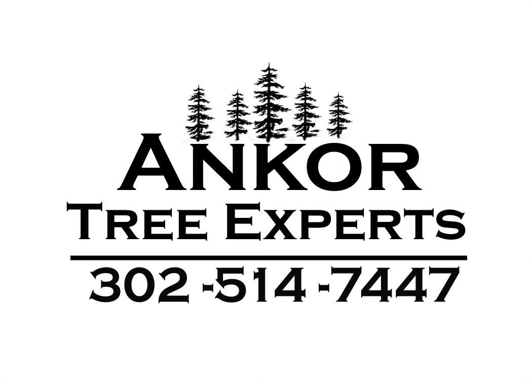 Ankor Tree Experts Logo