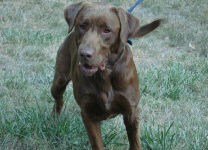 Doggy Style Kennels LLC Labrador Retrievers Logo