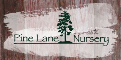 Pine Lane Nursery Logo