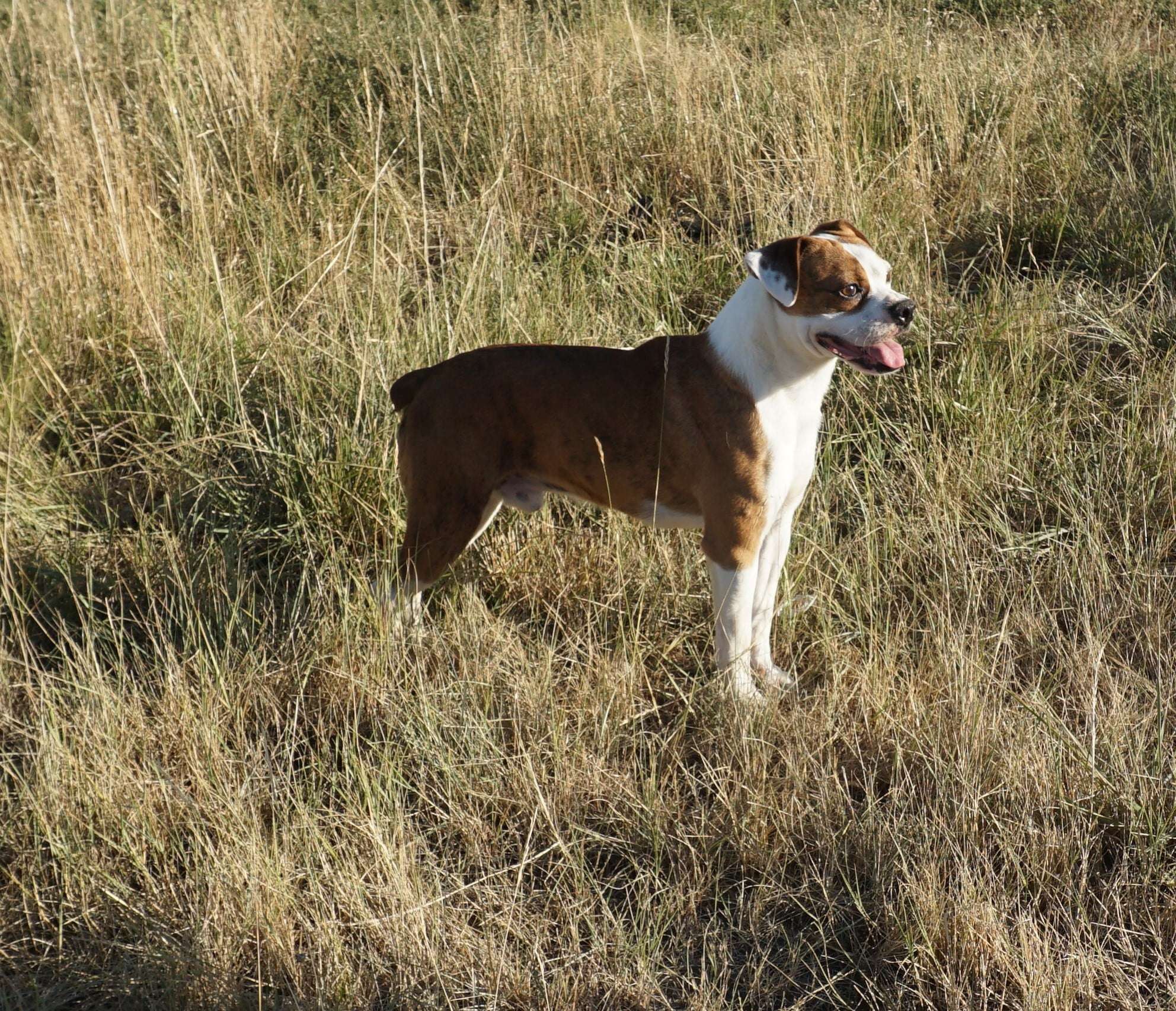 lsc miniature boxers