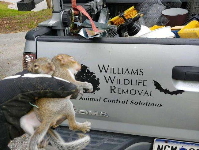 Williams Wildlife Removal, LLC Logo