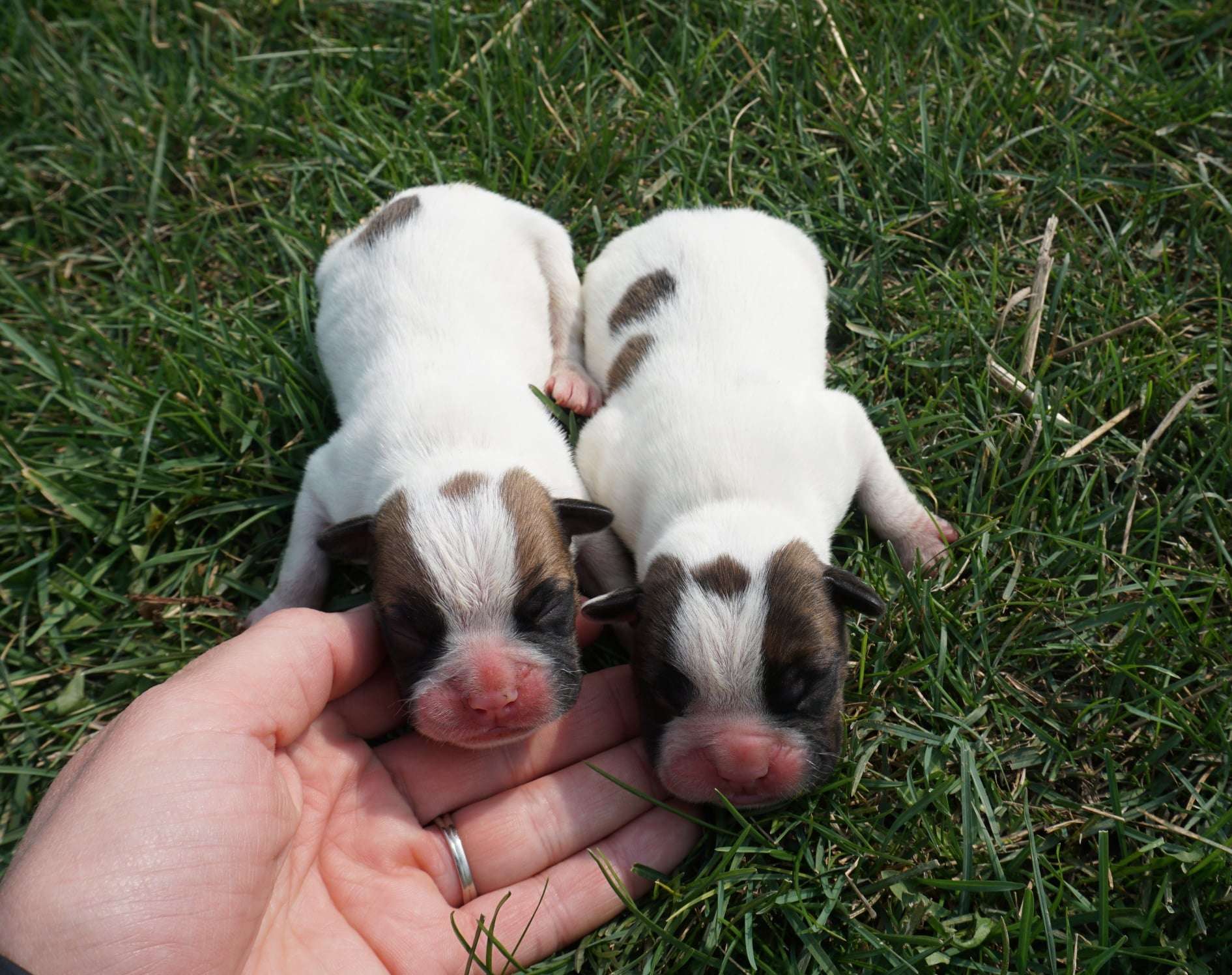 lsc miniature boxers