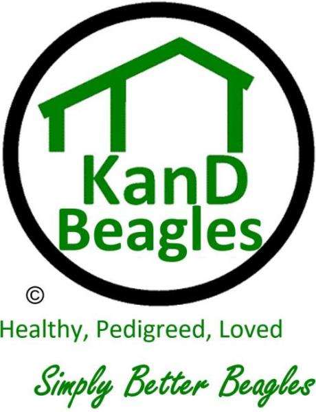 KanD Beagles Logo