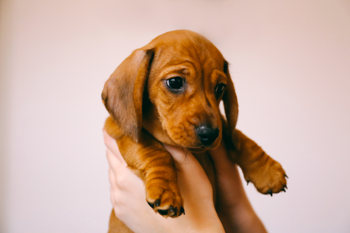 brown dachshund puppy isolated in the hands of its female owner.