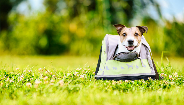 Jack Russell Terrier inside dog tote